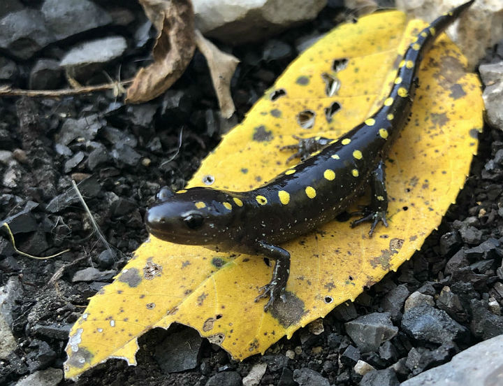 Spotted Salamander